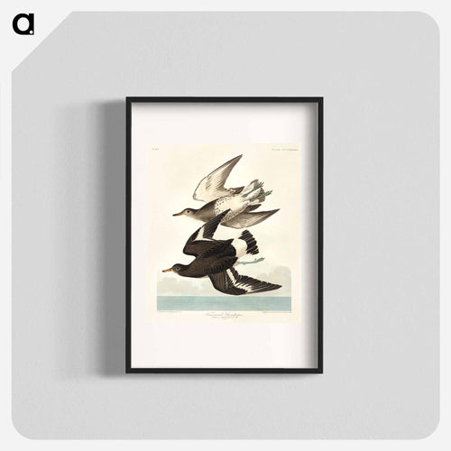 Townsend's Sandpiper from Birds of America
 - アメリカの鳥たち Poster.
