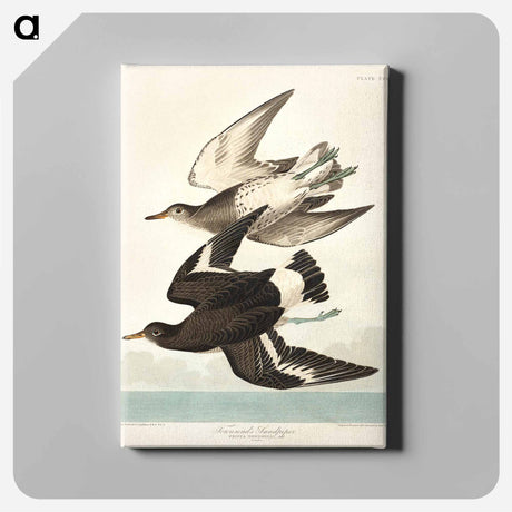 アートパネル-Townsend's Sandpiper from Birds of America
 - アメリカの鳥たち Canvas.