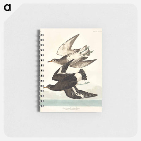 アートメモ帳-Townsend's Sandpiper from Birds of America
 - アメリカの鳥たち Memo.