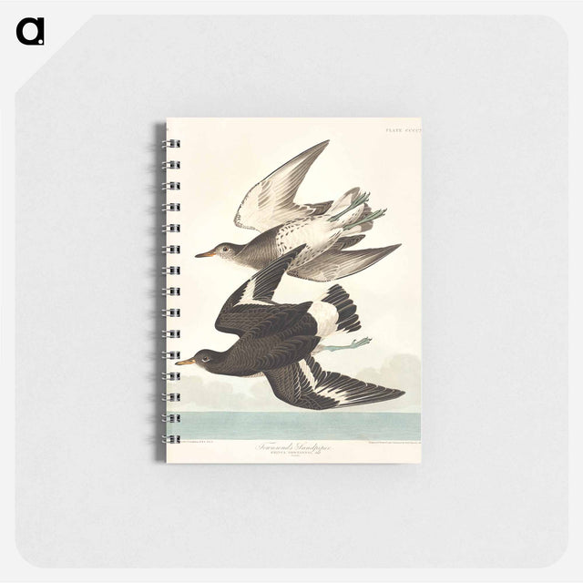 アートメモ帳-Townsend's Sandpiper from Birds of America
 - アメリカの鳥たち Memo.