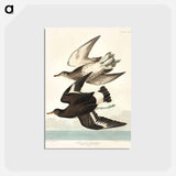 アートポストカード-Townsend's Sandpiper from Birds of America
 - アメリカの鳥たち Postcard.