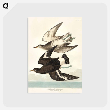 アートポストカード-Townsend's Sandpiper from Birds of America
 - アメリカの鳥たち Postcard.