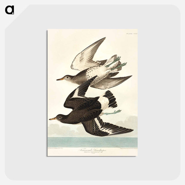 アートポストカード-Townsend's Sandpiper from Birds of America
 - アメリカの鳥たち Postcard.