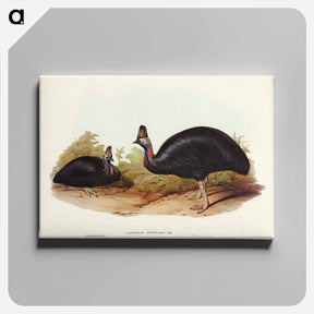 アートパネル-Australian Cassowary
 - オーストラリアの鳥 Canvas.