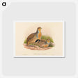 アートポストカード-Daurian Partridge
 - ジョン グールド Postcard.