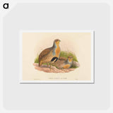 アートポストカード-Daurian Partridge
 - ジョン グールド Postcard.