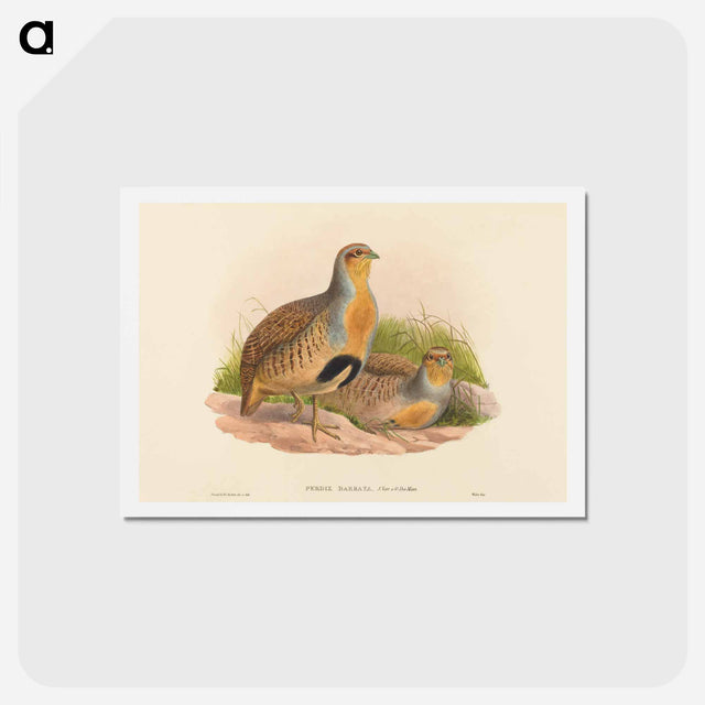 アートポストカード-Daurian Partridge
 - ジョン グールド Postcard.