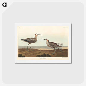 アートポストカード-Long-legged Sandpiper
 - ジョン ジェームス オーデュボン Postcard.