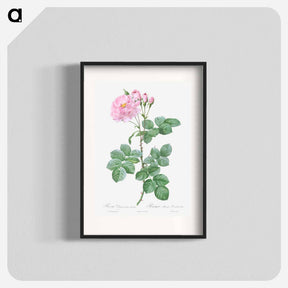 アートポスター-Aurora Poniatowska, Rosa damascena aurora - ピエール ジョゼフ ルドゥーテ Poster.