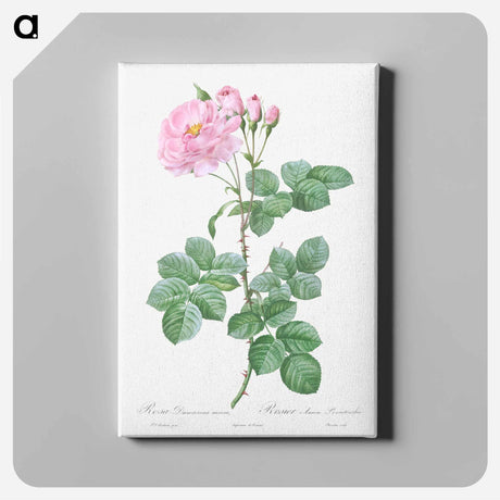 アートパネル-Aurora Poniatowska, Rosa damascena aurora - ピエール ジョゼフ ルドゥーテ Canvas.