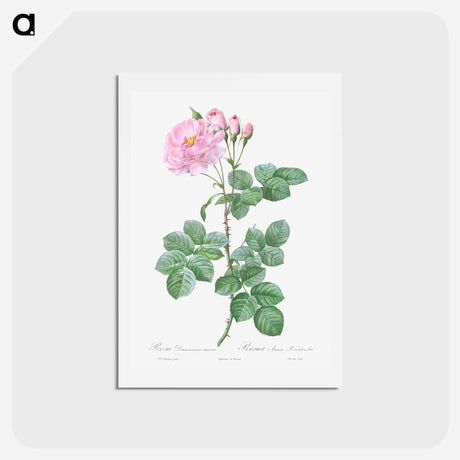 アートポストカード-Aurora Poniatowska, Rosa damascena aurora - ピエール ジョゼフ ルドゥーテ Postcard.