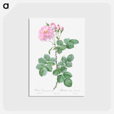 アートポストカード-Aurora Poniatowska, Rosa damascena aurora - ピエール ジョゼフ ルドゥーテ Postcard.