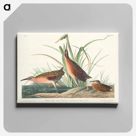 アートパネル-Virginia Rail from Birds of America
 - アメリカの鳥たち Canvas.