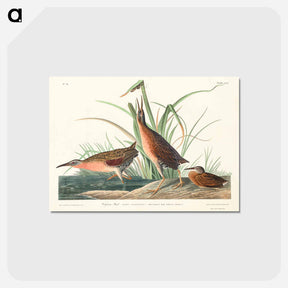 アートポストカード-Virginia Rail from Birds of America
 - アメリカの鳥たち Postcard.