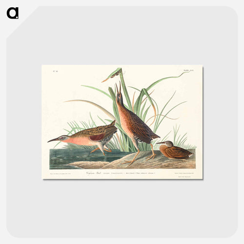Virginia Rail from Birds of America
 - アメリカの鳥たち Postcard.