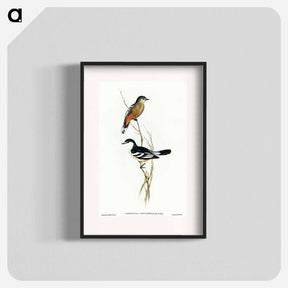 アートポスター-Black and White Cuckooshrike
 - オーストラリアの鳥 Poster.