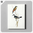 アートパネル-Black and White Cuckooshrike
 - オーストラリアの鳥 Canvas.