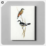 アートパネル-Black and White Cuckooshrike
 - オーストラリアの鳥 Canvas.