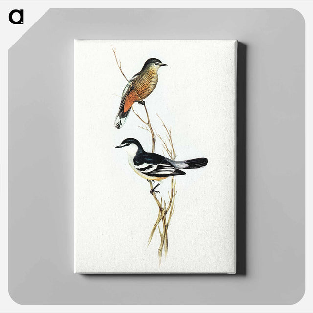 アートパネル-Black and White Cuckooshrike
 - オーストラリアの鳥 Canvas.