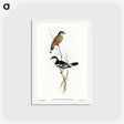 アートポストカード-Black and White Cuckooshrike
 - オーストラリアの鳥 Postcard.
