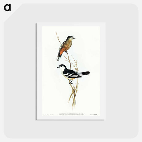 アートポストカード-Black and White Cuckooshrike
 - オーストラリアの鳥 Postcard.