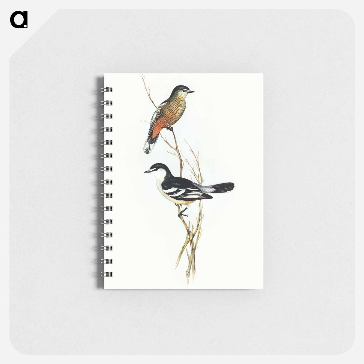 アートメモ帳-Black and White Cuckooshrike
 - オーストラリアの鳥 Memo.