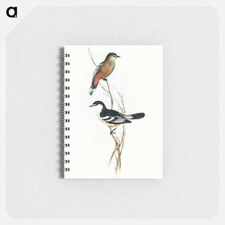 アートメモ帳-Black and White Cuckooshrike
 - オーストラリアの鳥 Memo.
