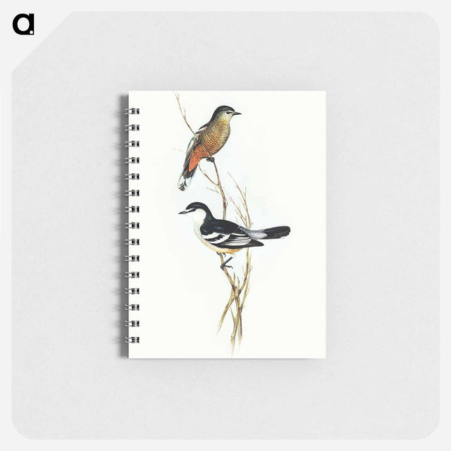 アートメモ帳-Black and White Cuckooshrike
 - オーストラリアの鳥 Memo.