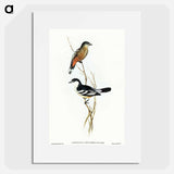 Black and White Cuckooshrike
 - オーストラリアの鳥 Poster.