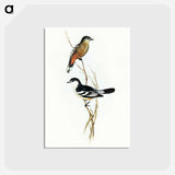 アートポストカード-Black and White Cuckooshrike
 - オーストラリアの鳥 Postcard.