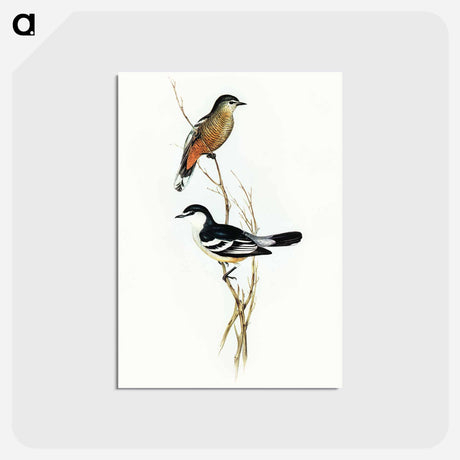 アートポストカード-Black and White Cuckooshrike
 - オーストラリアの鳥 Postcard.