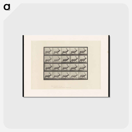 アートポストカード-Moose Walking
 - エドワード マイブリッジ Postcard.
