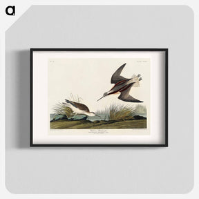 アートポスター-Wilson's Phalarope
 - ジョン ジェームス オーデュボン Poster.