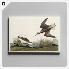 アートパネル-Wilson's Phalarope
 - ジョン ジェームス オーデュボン Canvas.