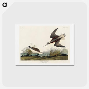 アートポストカード-Wilson's Phalarope
 - ジョン ジェームス オーデュボン Postcard.