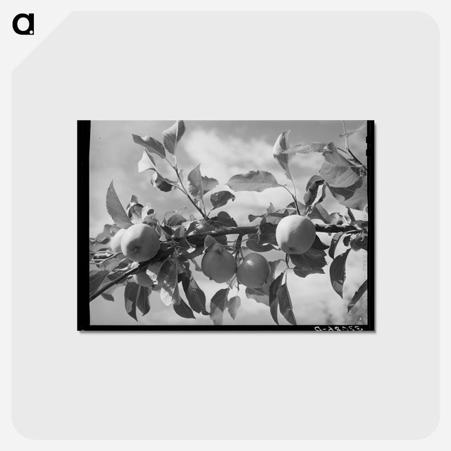 アートポストカード-Apples of the Rio Pueblo
 - ラッセル リー Postcard.