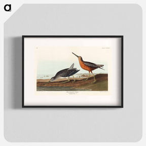 アートポスター-Red-breasted Snipe from Birds of America
 - アメリカの鳥たち Poster.