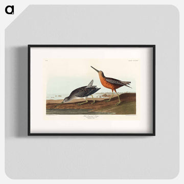 Red-breasted Snipe from Birds of America
 - アメリカの鳥たち Poster.
