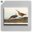 アートパネル-Red-breasted Snipe from Birds of America
 - アメリカの鳥たち Canvas.
