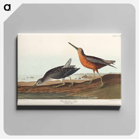 アートパネル-Red-breasted Snipe from Birds of America
 - アメリカの鳥たち Canvas.