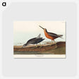 アートポストカード-Red-breasted Snipe from Birds of America
 - アメリカの鳥たち Postcard.