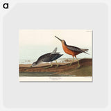 アートポストカード-Red-breasted Snipe from Birds of America
 - アメリカの鳥たち Postcard.