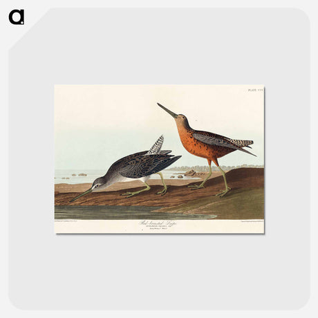 アートポストカード-Red-breasted Snipe from Birds of America
 - アメリカの鳥たち Postcard.