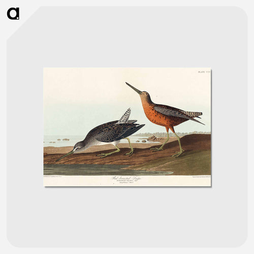 Red-breasted Snipe from Birds of America
 - アメリカの鳥たち Postcard.