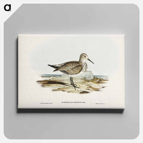 アートパネル-Great Sandpiper
 - オーストラリアの鳥 Canvas.