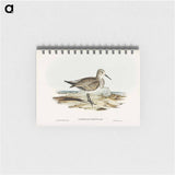アートメモ帳-Great Sandpiper
 - オーストラリアの鳥 Memo.