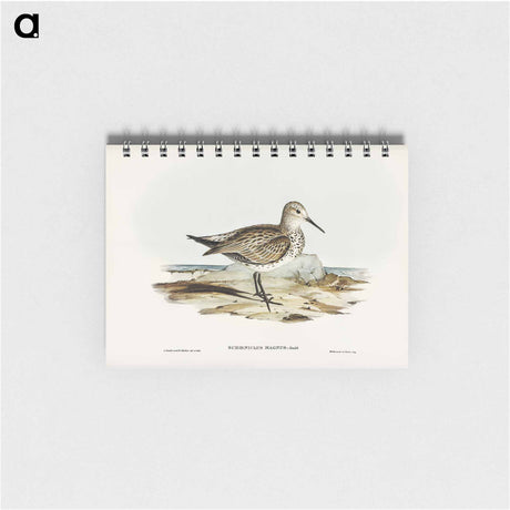 アートメモ帳-Great Sandpiper
 - オーストラリアの鳥 Memo.