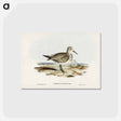 アートポストカード-Great Sandpiper
 - オーストラリアの鳥 Postcard.