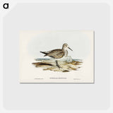 アートポストカード-Great Sandpiper
 - オーストラリアの鳥 Postcard.
