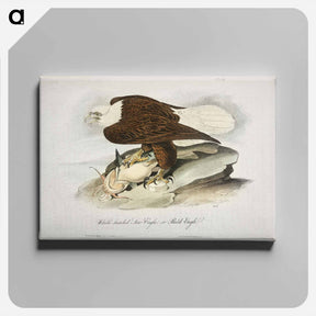 アートパネル-Birds of America
 - ジョン ジェームス オーデュボン Canvas.